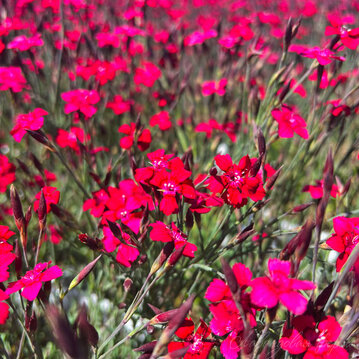 Гвоздика травянка "Brilliant Red"