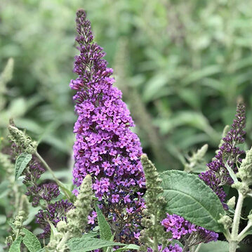 Буддлея Давида "Reve De Papillon Lavender"