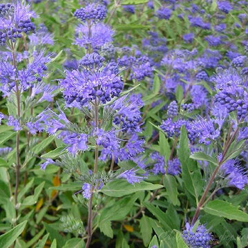 Кариоптерис кландоненский "Kew Blue"