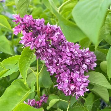 Сирень "Колхозница"