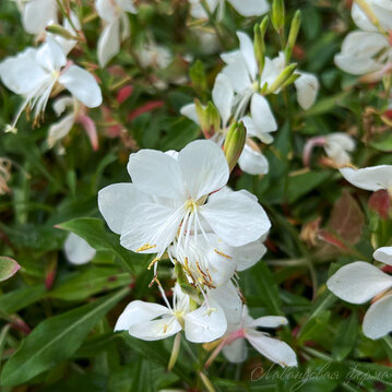 Гаура "Gambit White"